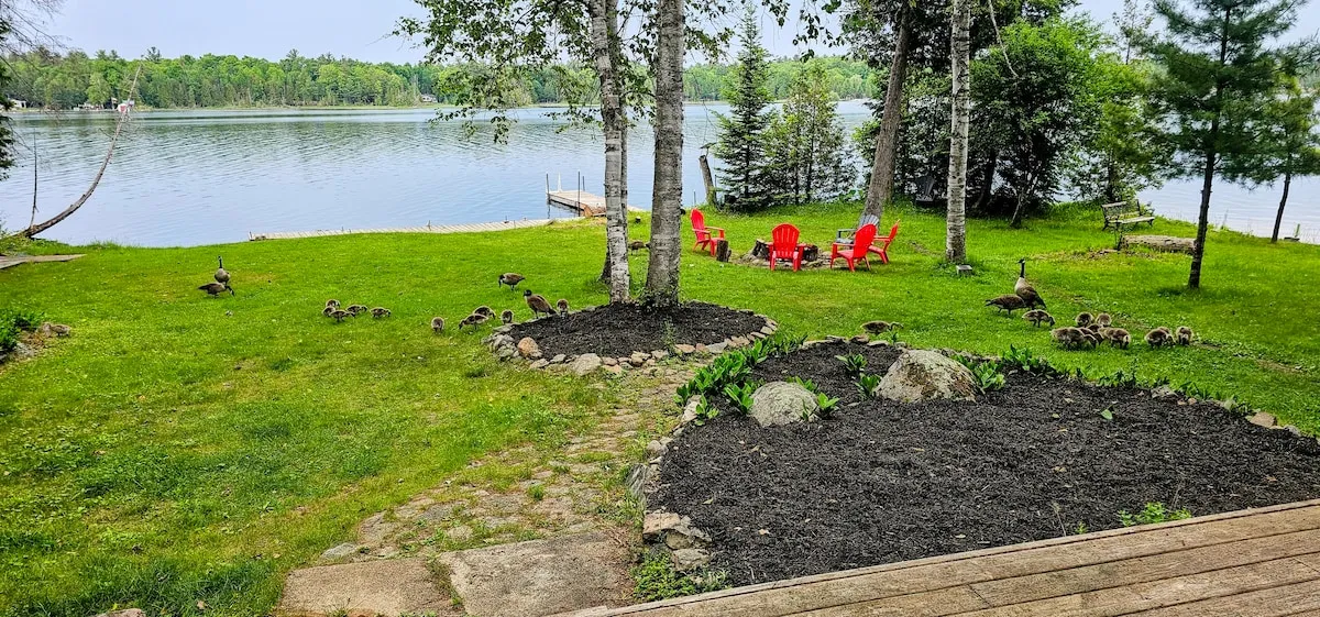 Muskoka chairs around the fire pit on the flat lawn, with the dock and the lake beyond
